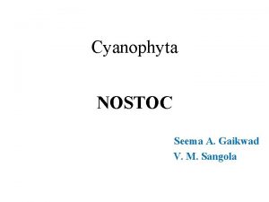 Cyanophyta NOSTOC Seema A Gaikwad V M Sangola