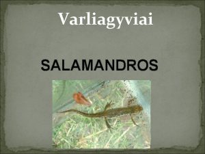 Varliagyviai SALAMANDROS Salamandros uodeguotj varliagyvi eima Turi gerai
