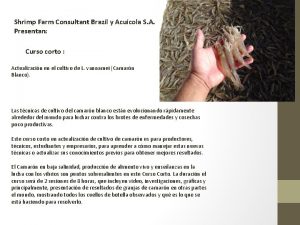 Shrimp Farm Consultant Brazil y Acucola S A