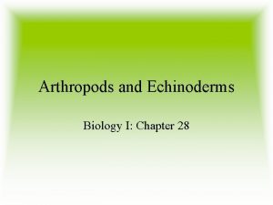 Arthropods and Echinoderms Biology I Chapter 28 ARTHROPODS