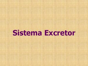 Sistema Excretor Importncia O sistema excretor tem papel