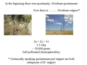 In the beginning there was spontaneity Hordeum spontaneum