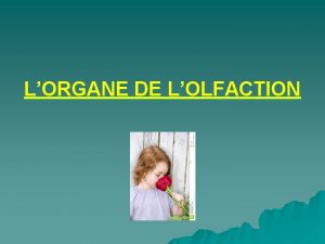 LORGANE DE LOLFACTION LORGANE DE LOLFACTION u Introduction