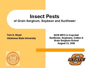 Insect Pests of Grain Sorghum Soybean and Sunflower