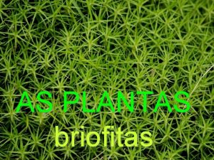 AS PLANTAS briofitas Plantas xeralmente de pequeno tamao