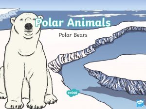 Polar bears are found in the Arctic This