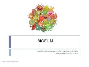 BIOFILM Lkask mikrobiologie cvien jarn semestr 2016 Mikrobiologick