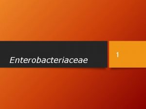 Enterobacteriaceae 1 The Enterics 2 Family Enterobacteriaceae often