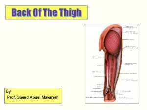 Back Of The Thigh By Prof Saeed Abuel