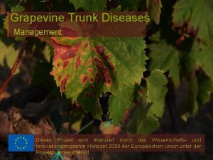 Grapevine Trunk Diseases Management Dieses Projekt wird finanziert