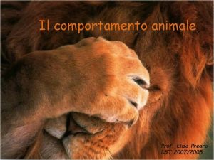 Il comportamento animale Prof Elisa Prearo LST 20072008