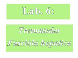 Lab 6 Trematodes Fasciola hepatica Adult worm in