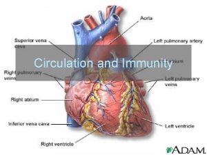 Circulation and Immunity Cardiovascular System The system consisting