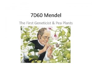 7 D 60 Mendel The First Geneticist Pea