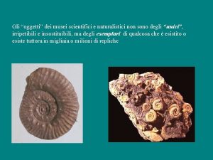 Gli oggetti dei musei scientifici e naturalistici non