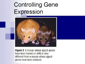 Controlling Gene Expression Control Mechanisms Gene regulation involves