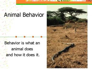 Animal Behavior is what an animal does and