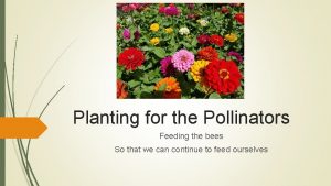 Planting for the Pollinators Feeding the bees So