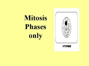 Mitosis Phases only Prophase P Metaphase M Anaphase
