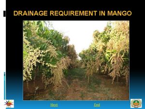 DRAINAGE REQUIREMENT IN MANGO Next End INTRODUCTION Mango