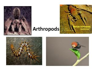 Arthropods Arthropods Most Successful Group Ever Insects cause