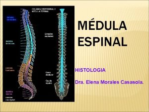 MDULA ESPINAL HISTOLOGIA Dra Elena Morales Casasola ORIGEN