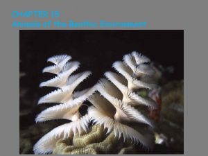 CHAPTER 15 Animals of the Benthic Environment Distribution