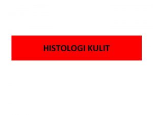 HISTOLOGI KULIT EPIDERMIS Morfologi Epidermis 5 lapisan Lap