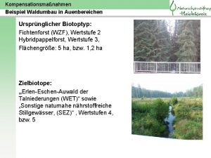Kompensationsmanahmen Beispiel Waldumbau in Auenbereichen Ursprnglicher Biotoptyp Fichtenforst