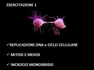 ESERCITAZIONE 1 REPLICAZIONE DNA e CICLO CELLULARE MITOSI