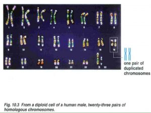 Meiosis Diploid 2 N 2 sets of chromosomes