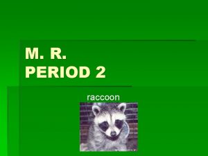 M R PERIOD 2 raccoon Habitat Raccoons are