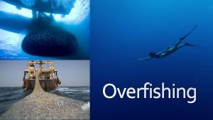 Overfishing Exploitation of marine organisms for sustenance profit