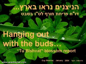Hanging out with the buds Tu Bishvat blossom