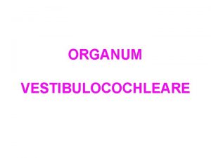 Organum vestibulocochleare