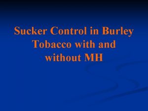 Sucker Control in Burley Tobacco with and without