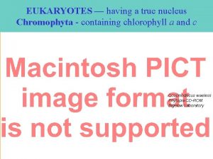 EUKARYOTES having a true nucleus Chromophyta containing chlorophyll