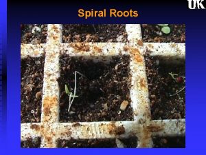 Spiral Roots What is Spiral Root Negative Geotropism