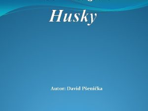 Husky Autor David Penika Rex Naemu psovi jsou