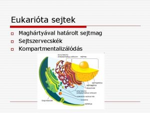 Eukarita sejtek o o o Maghrtyval hatrolt sejtmag