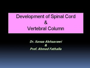 Development of Spinal Cord Vertebral Column Dr Sanaa