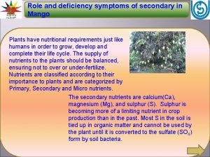 Role and deficiency symptoms of secondary in Mango