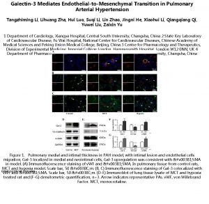 Galectin3 Mediates EndothelialtoMesenchymal Transition in Pulmonary Arterial Hypertension