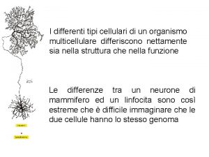 I differenti tipi cellulari di un organismo multicellulare