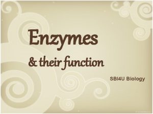 Enzymes their function SBI 4 U Biology What