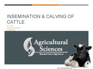 INSEMINATION CALVING OF CATTLE BY C KOHN AGRICULTURAL