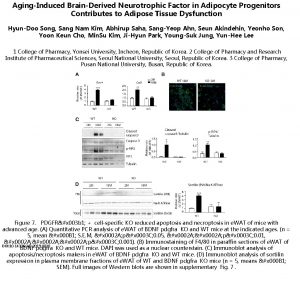 AgingInduced BrainDerived Neurotrophic Factor in Adipocyte Progenitors Contributes