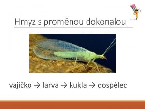 Hmyz s promnou dokonalou vajko larva kukla dosplec