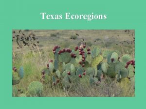 Texas Ecoregions Texas Ecoregions 1 East Texas Pineywoods