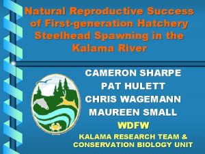 Natural Reproductive Success of Firstgeneration Hatchery Steelhead Spawning